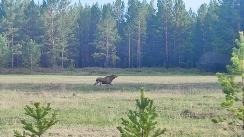 В природном резервате Павлодарской области запретят вырубку деревьев до 2029 года