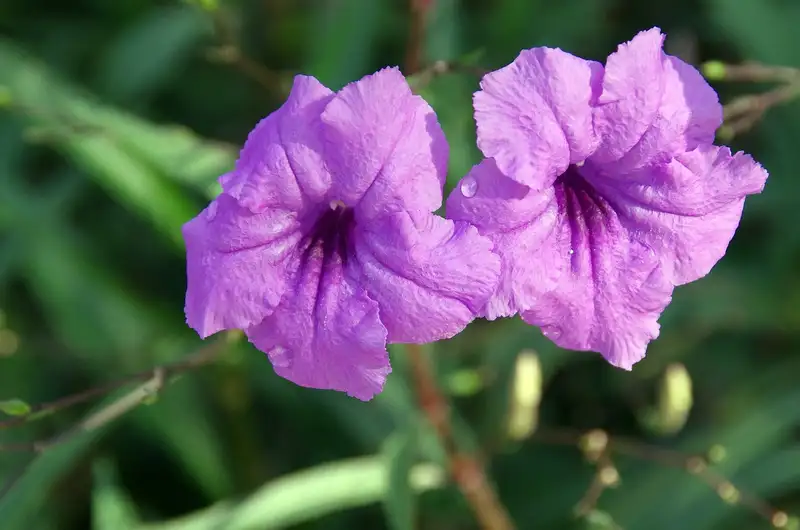 Самые популярные цветы для роскошного и малоуходного сада: как посадить и нужно ли удобрять петуньи, фото - Новости Zakon.kz от 05.06.2024 17:31