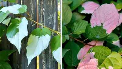 Почему листва в Ботсаду Алматы поменяла цвет, фото - Новости Zakon.kz от 06.06.2024 14:29