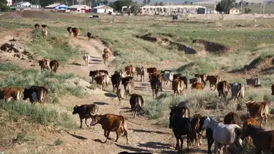 Животные, лошади, фото - Новости Zakon.kz от 06.06.2024 16:24