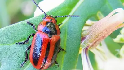 жители Семея жалуются на нашествие жуков-вредителей, фото - Новости Zakon.kz от 06.06.2024 23:12