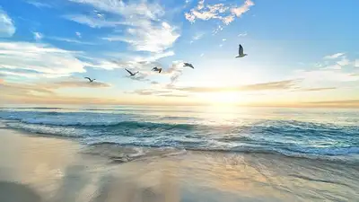 ученые предупредили о резком сокращении морских птиц, фото - Новости Zakon.kz от 06.06.2024 22:21