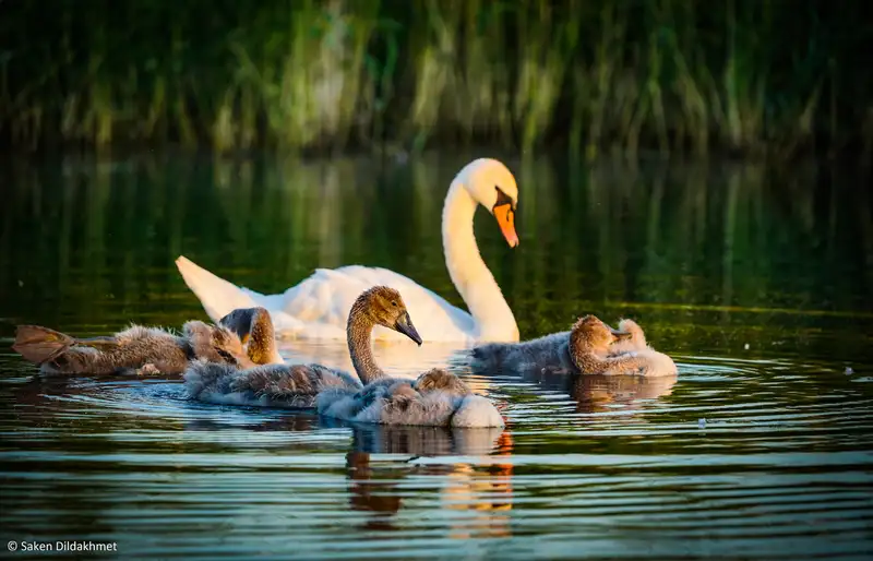 Какие меры принимаются в Казахстане для борьбы с браконьерами
