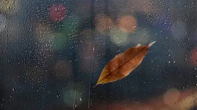 дождь, фото - Новости Zakon.kz от 09.06.2024 11:12