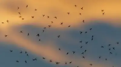 насекомые атакуют карагандинцев, фото - Новости Zakon.kz от 10.06.2024 22:11