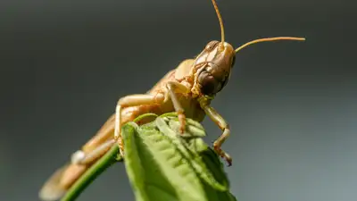 В Минсельхозе рассказали, как борются с нашествием саранчи в трех регионах, фото - Новости Zakon.kz от 10.06.2024 19:27