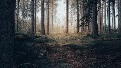 лесники просят профинансировать санитарную рубку леса в ВКО, фото - Новости Zakon.kz от 10.06.2024 23:36