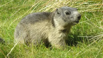 Проснувшиеся горные сурки заглянули в объектив алматинского фотографа, фото - Новости Zakon.kz от 11.06.2024 09:22