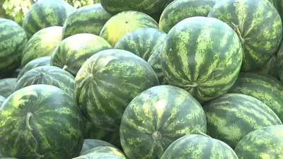 Туркестанская область, фото - Новости Zakon.kz от 13.06.2024 02:30