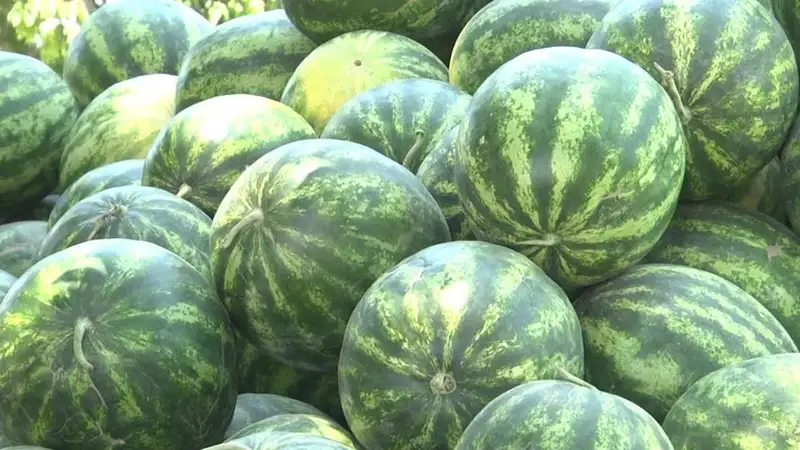 Первый урожай арбузов отправили из Казахстана в Россию