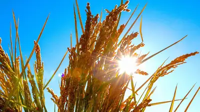 зерно, пшеница, фото - Новости Zakon.kz от 12.06.2024 17:18