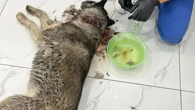 В Семее расследуют случай жесткого обращения с животными, фото - Новости Zakon.kz от 12.06.2024 13:07