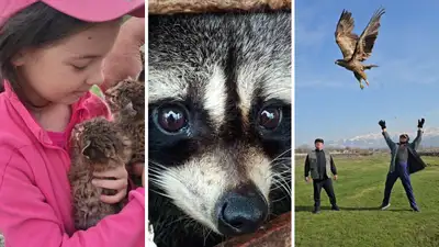 Как спасают диких животных в Алматинской области и отпускают их на волю, фото - Новости Zakon.kz от 13.06.2024 18:13