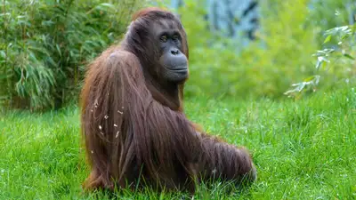 Футбол Прогноз старта Евро-2024, фото - Новости Zakon.kz от 14.06.2024 15:39