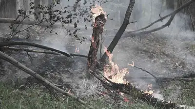 Лесной пожар, лесные пожары, тушение лесных пожаров, огонь, пламя в лесу, фото - Новости Zakon.kz от 27.01.2025 12:02
