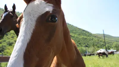 Встроенный чип помог задержать скотокрадов в Абайской области, фото - Новости Zakon.kz от 18.06.2024 10:15