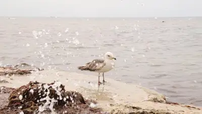 В Каспии тонут люди: аким Мангистауской области бьет тревогу , фото - Новости Zakon.kz от 20.06.2024 01:12