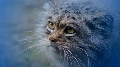 Тест: Хорошо ли вы знаете краснокнижных животных?, фото - Новости Zakon.kz от 20.06.2024 16:46