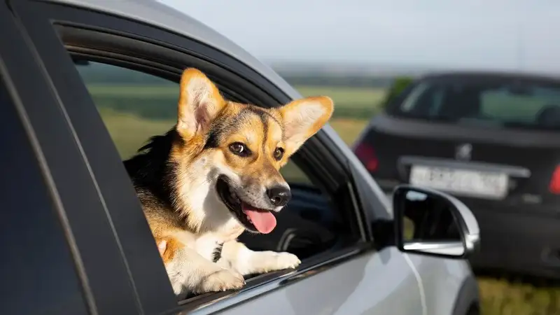 Как правильно перевозить собаку в путешествии