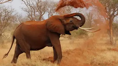 Замбия, фото - Новости Zakon.kz от 23.06.2024 03:03