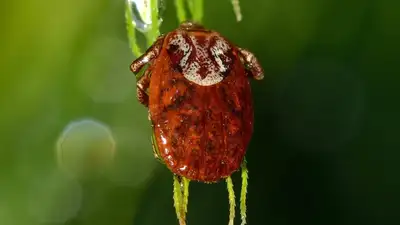 Что делать, чтобы спастись от клещей: рекомендации Минздрава , фото - Новости Zakon.kz от 23.06.2024 18:27