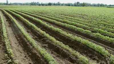 Magnum заключает прямые контакты с фермерами, фото - Новости Zakon.kz от 26.06.2024 11:04