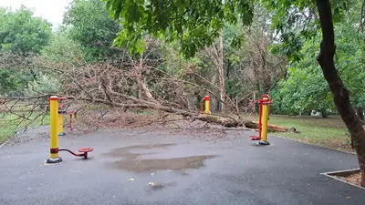 Алматы, падают деревья, прокуратура, виновник, фото - Новости Zakon.kz от 27.06.2024 11:26