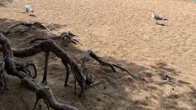 Нацпарк &quot;Бурабай&quot; продолжает бороться с беспределом отдыхающих, фото - Новости Zakon.kz от 01.07.2024 18:59