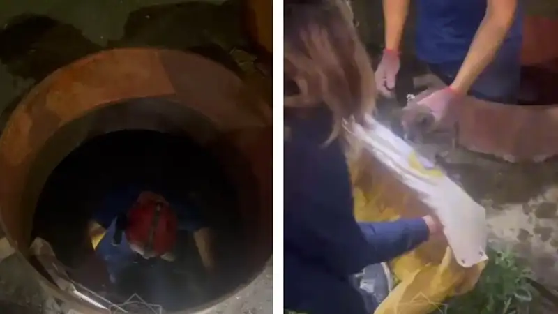 На видео попало спасение котенка в Усть-Каменогорске