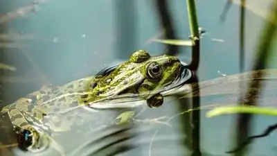 Атырауская область, лягушки, паводки-2024, фото - Новости Zakon.kz от 05.07.2024 18:20