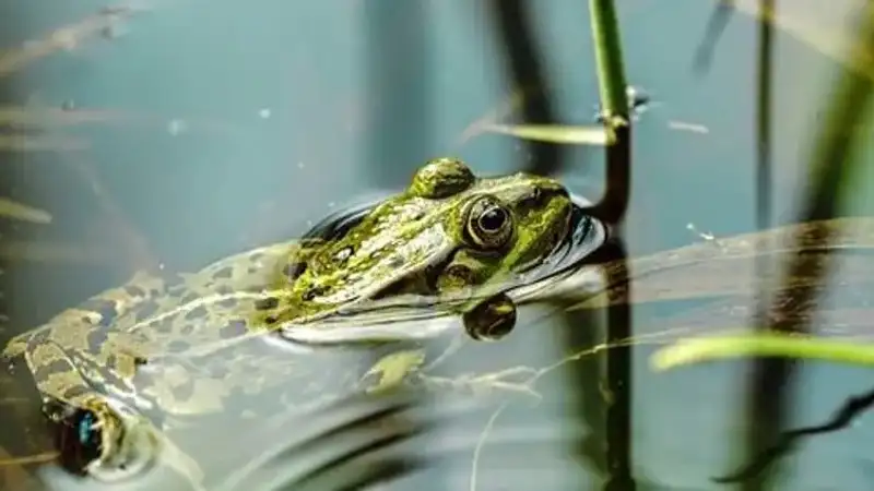 Тысячи лягушек оккупировали село в Атырауской области