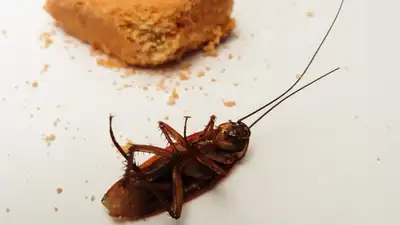 таракан, фото - Новости Zakon.kz от 06.07.2024 14:12