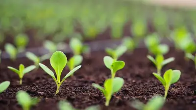 овощи, фото - Новости Zakon.kz от 07.07.2024 11:14