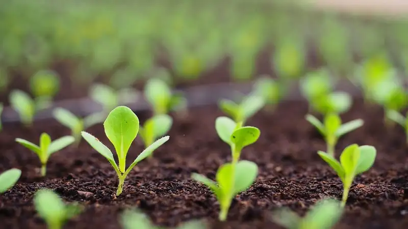 Ученые Казахстана и Китая работают над созданием новых сортов злаков и овощей