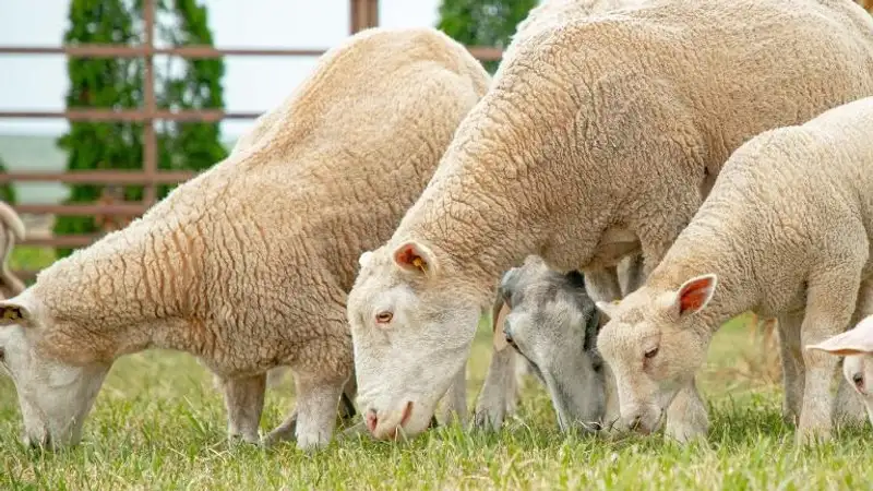 В акимате Алматинской области прокомментировали нарушения субсидирования племенного животноводства