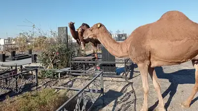 Верблюды на кладбище, скот на кладбище, Кызылординская область, бесхозное кладбище, фото - Новости Zakon.kz от 12.07.2024 15:39