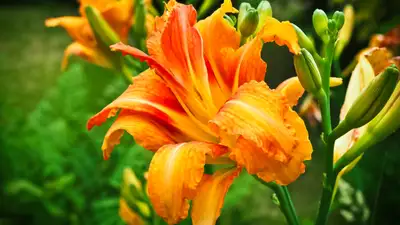 Ботсад Алматы рассказал о цветке, живущим только один день, фото - Новости Zakon.kz от 12.07.2024 20:34