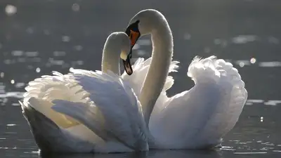  Пару краснокнижных лебедей засняли в парке &quot;Бурабай&quot;, фото - Новости Zakon.kz от 13.07.2024 12:54