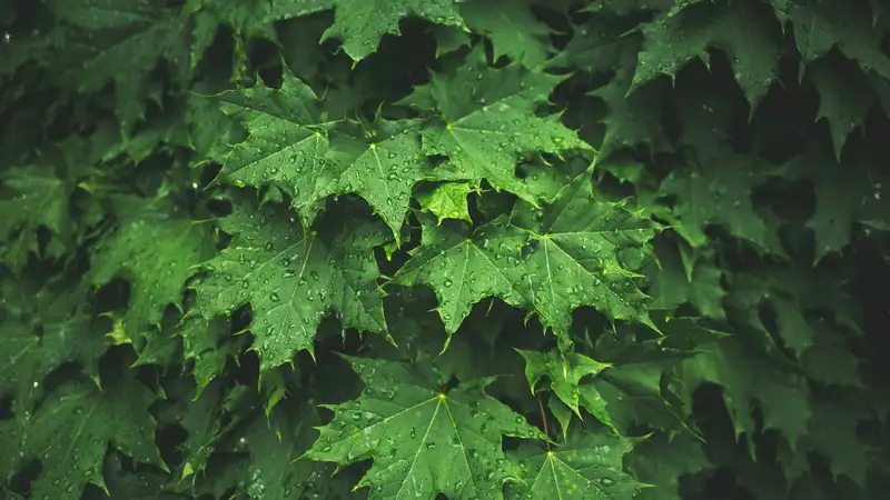 Грозы и сильные дожди обещают жителям Астаны, Алматы и Шымкента