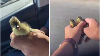 Спасение семейства уток в Астане, фото - Новости Zakon.kz от 16.07.2024 16:37