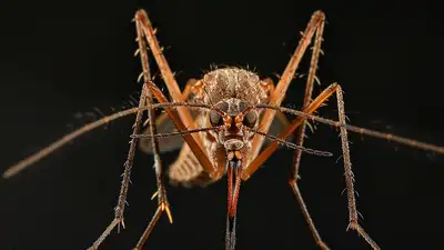 Врач рассказала, как облегчить зуд при укусах комаров, фото - Новости Zakon.kz от 16.07.2024 05:41