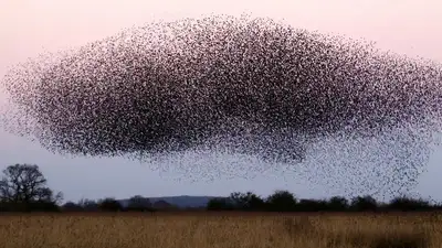 Названы три региона Казахстана, где есть угроза нашествия саранчи, фото - Новости Zakon.kz от 16.07.2024 15:55