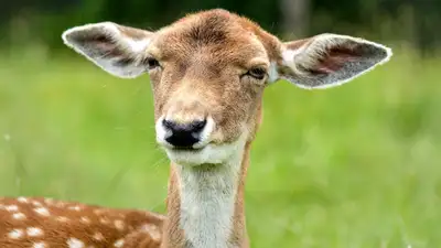 В зоопарке Шымкента произошел настоящий бэби-бум, фото - Новости Zakon.kz от 17.07.2024 09:27