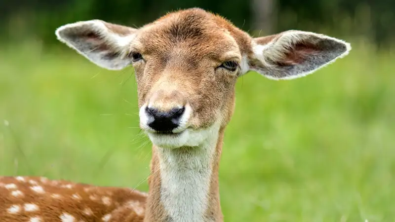 В зоопарке Шымкента произошел настоящий беби-бум