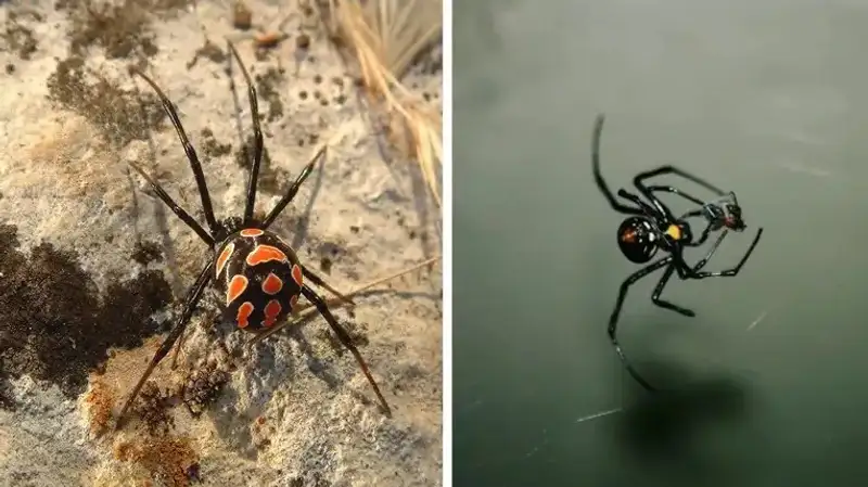 В Атырауской области от укуса каракуртов погибли 90 верблюдов на сумму 65 млн тенге