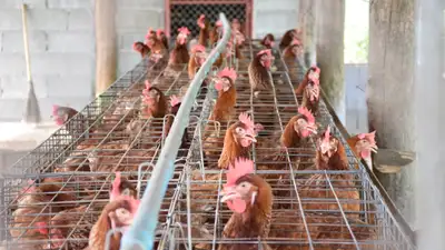 Костанайцы осудили водителя за издевательство над домашней птицей, фото - Новости Zakon.kz от 19.07.2024 16:40