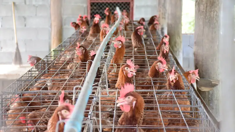 Костанайцы осудили водителя за издевательство над домашней птицей