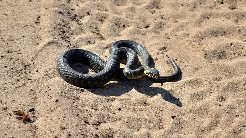 Скопление змей около Каспия объяснил эксперт