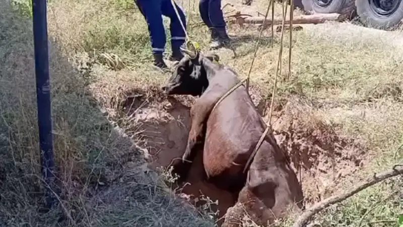 Упавшую в яму корову спасли в Шымкенте