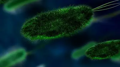 Вирус Чандипура стремительно распространяется в Индии: 50 человек заболело, 16 погибло, фото - Новости Zakon.kz от 22.07.2024 03:45